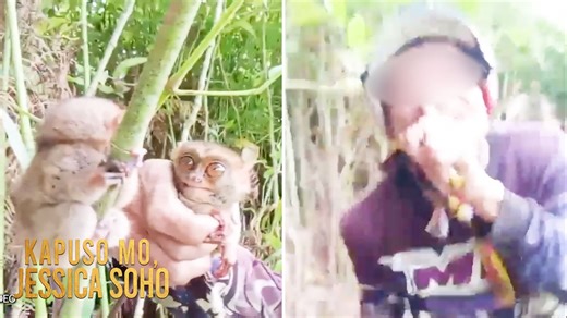 3M views · 51K reactions | DALAWANG TARSIER, HINULI AT GINAWANG...
