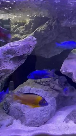 Eheim Incpiria Marine 430 (130x60x60 cm) with Lege Artis set of modules by ARSTONE in Grey Gneiss. | ARSTONE Premium 3D Aquarium Backgrounds