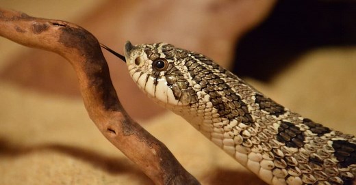 8 Snakes That Don't Bite, Usually