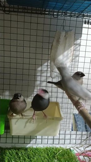 Java Sparrow Bird 🐦‍⬛🐦 black and silver 🐦‍⬛🐦 #javasparrow #birds #java #쩐다 #cute