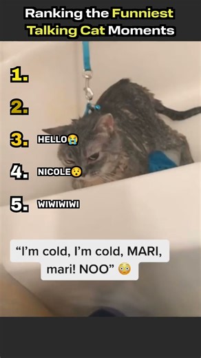Ranking the Funniest Talking Cat Moments