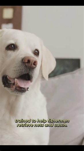 All About Labrador Retrievers