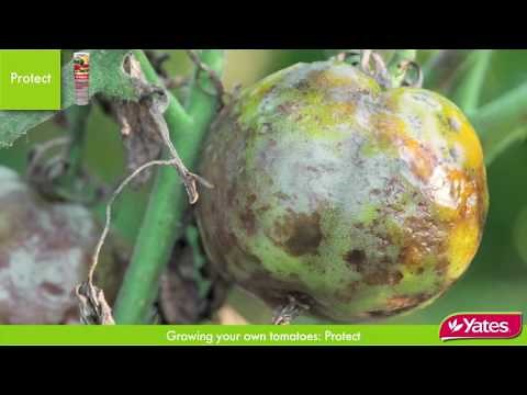 How to protect Tomatoes from common pests and diseases with Angie Thomas