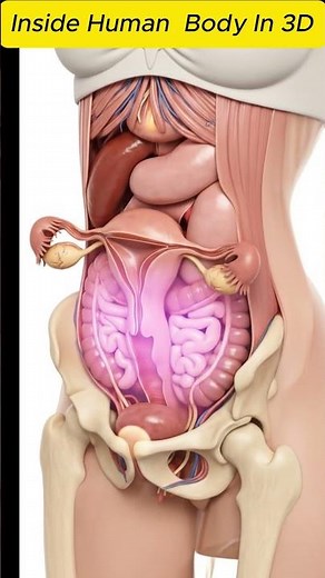 The Human Torso Revealed