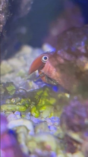 Tiger Conch Snail Peeks Out of Its Shell || ViralHog