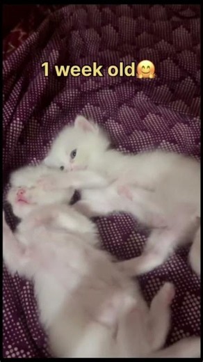 🐾 1-Week-Old Kitten’s Tiny Journey Begins 💪🏻💕#shorts