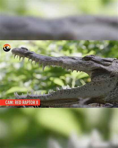 9.9K views · 99 reactions | Dangerously Close with Giant Crocs! | Brave Wilderness | Facebook