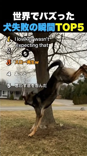 犬失敗の瞬間TOP5