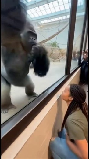 A Simple Moment Started This Gorilla Chase