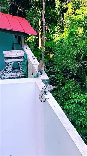 Экзотика? Нет! В Мексике обычные животные #mexico #природныепейзажи #cancun #animals