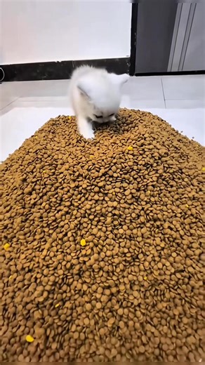 Ultimate Kitten Cuddle Compilation for Cat Lovers