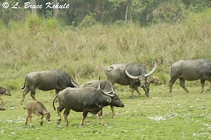 Wild water buffalo - Alchetron, The Free Social Encyclopedia