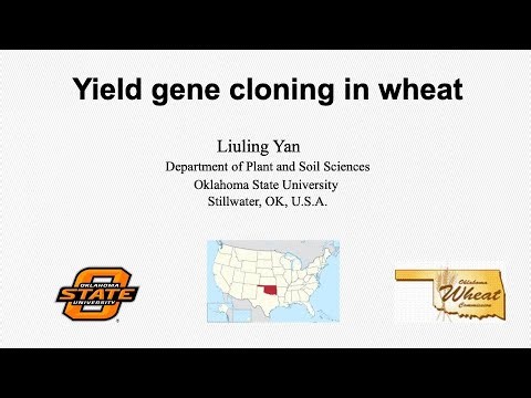 Yield gene cloning in wheat