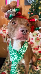 💔 The update we didn’t want to have to share. If you saw the post on Saturday, you know we were concerned about Kate’s health. She was losing too much weight. Today, we found out Kate had an inoperable tumor in her small intestine. With heavy hearts, we had to let her cross to the Rainbow Bridge. We are heartbroken. We are going to miss her big smile and eagerness to get outside for a walk. Kate, you will be deeply missed, sweet girl. Kate has a TikTok video! She’s ready for Christmas. She sure