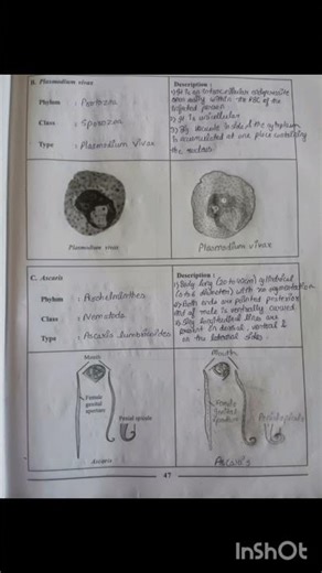 class 12 bio practical Aim : To identify common disease-causing organisms and the symptoms of ......