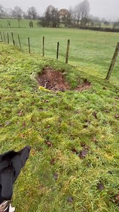 Netting rabbits | Marias