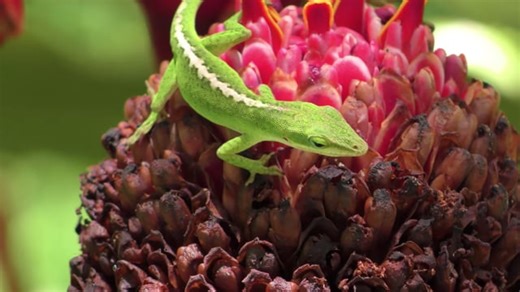 Lizard, Reptile, Plant. Free Stock Video