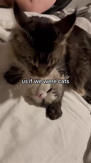 Cooper🧺 (@cooper.the.bad.cat)’s video of mainecoon cats