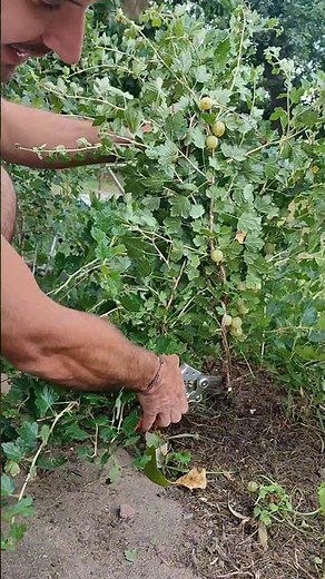 INSTRUCTIONS | Summer pruning gooseberry ✂️ #GARDENTIP #garden #GARDENING