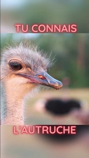 L’Autruche : Plus rapide qu’un lion ! 🦁💨