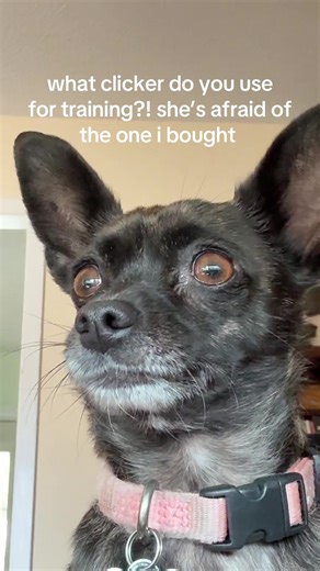 Best Low Volume Clicker Recommendations for Dog Training