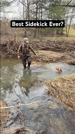 English Cocker Spaniel | Great Adventure Partner! #shorts #englishcocker #englishcockerspaniel