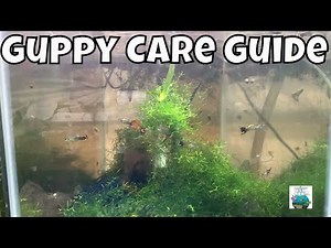 How to care for guppies. Guppy Care for Beginners