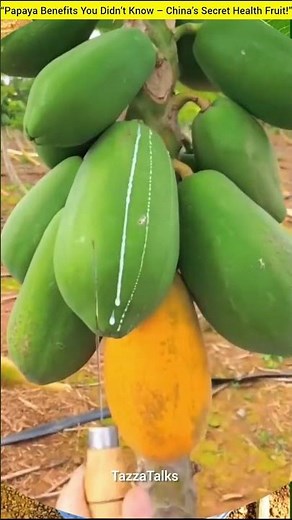 “Papaya Benefits You Didn’t Know – China’s Secret Health Fruit!”#shorts#viral#fruit#farming