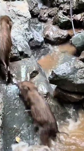 Awesome Wild Boar Walk 🐗 #warthog #pig #boar #hog #viral #animal #wildpig #wildboar #wildlife