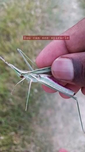 Breathing by spiracle