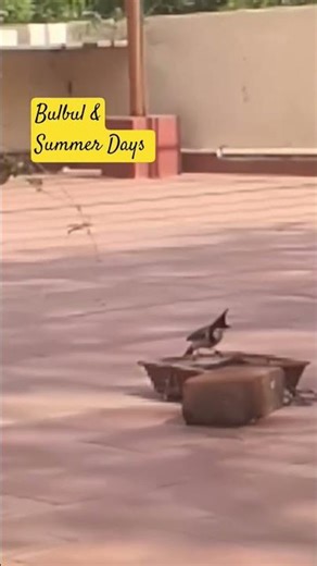 Bulbul & Summer Days #birdsong #nature #birdphotography #naturephotography