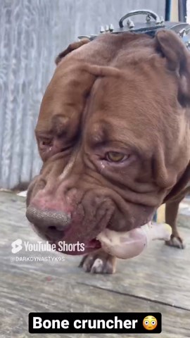 Bone-crunching pit bull eagerly devours tasty chicken