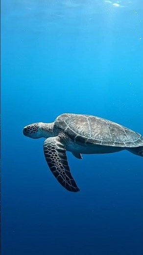 Leatherback sea turtle glides through the open ocean 🐢🌊