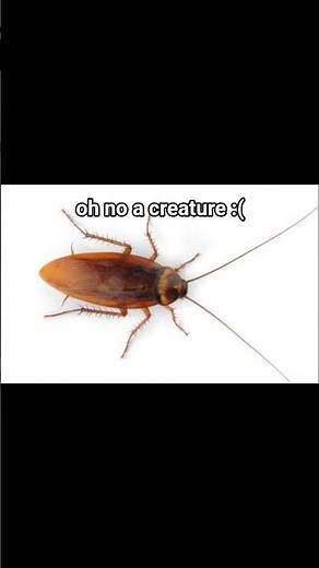 bros searching for something 💀 #cockroach #meme #edit