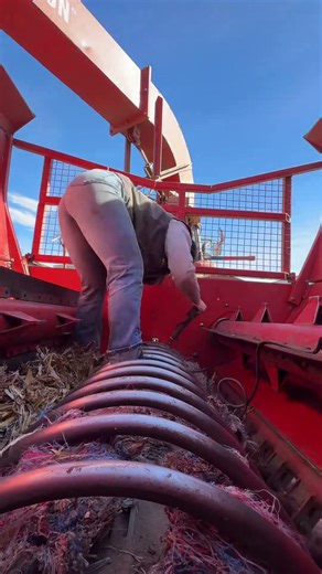 Life on the family farm! #ranchlife #farmlife #calvingseason #familyfarm #lifeonthefarm #cattle