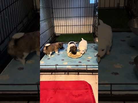Coton de Tulear Puppies For Sale - Moxy 8/18/23