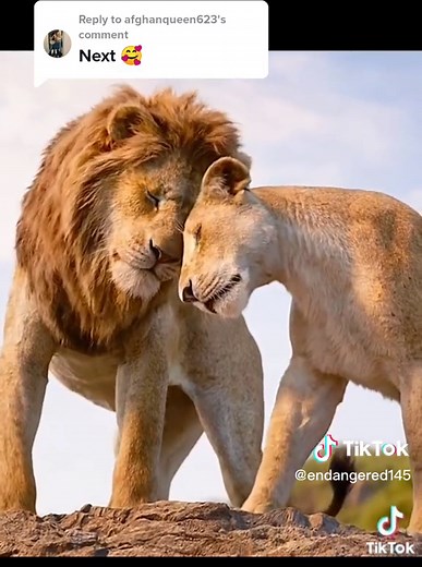 Simba's Final Battle: The Lion King Last Part