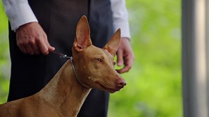 3.3K views · 546 reactions |  Stay paw-sitive because it's finally time for the Best In Group event TONIGHT at 7:30pm/et on FS1! #WestminsterDogShow | Westminster Kennel Club Dog Show | Facebook