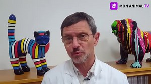 Mon chat refuse d'utiliser sa litière : causes et solutions