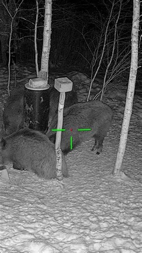 Wild Hog Surprise During the Hunt #hunting