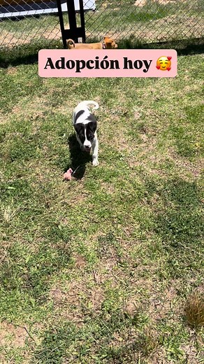 21 reactions | Hermosas bebés en adopción HOY  Plaza de Jauja ⏰...