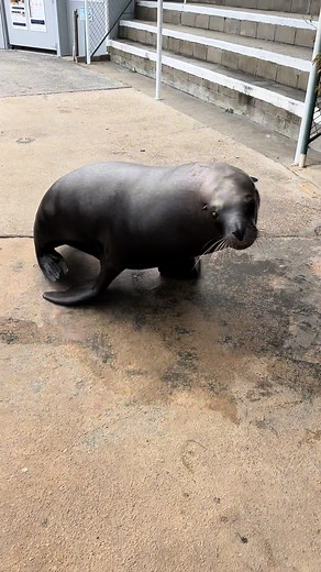 Ignite Your Energy with Passionate Dance at Coffs Wildlife Sanctuary