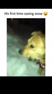 98K views · 2.5K reactions | Funny and cute dog compilation ... | Cuteyfunny | Facebook