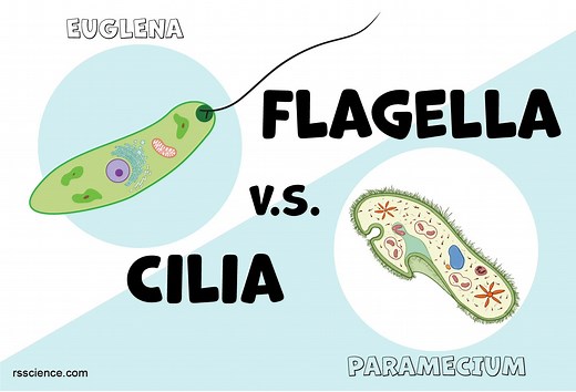 Flagella and Cilia – Definition, Structure, and Functions