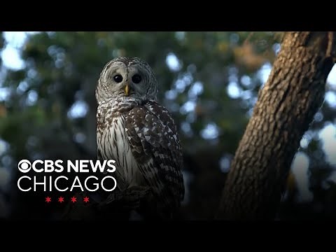 Hundreds of barred owls to be killed to prevent extinction of spotted owls