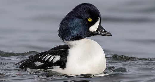 Barrow's Goldeneye Identification, All About Birds, Cornell Lab of Ornithology