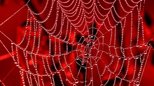 Scientists Created Mutant 'Super-Spiders' That Produce Glowing Red Silk