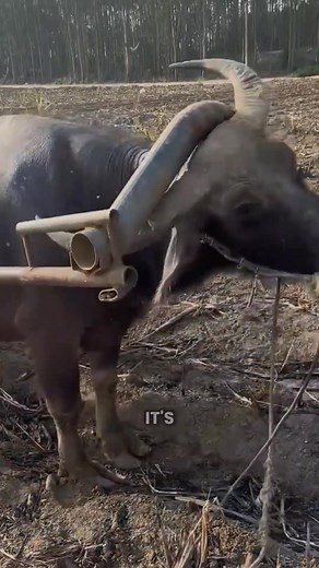 Why Do Buffalo Work For Humans | Creative Capture