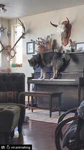 Two of my favorite recording opportunities have been with The Beach Boys and Andy Williams. But this paw playing, howling crooner? Would be a dream:) kt | Kathy Troccoli