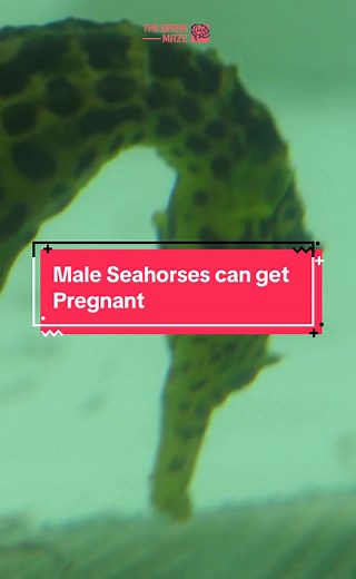 Male Seahorses: The Unique Pregnancy Phenomenon